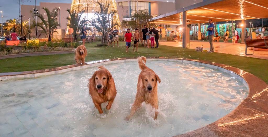 Cachorreiros, uni-vos: um manifesto amoroso pelo biocentrismo