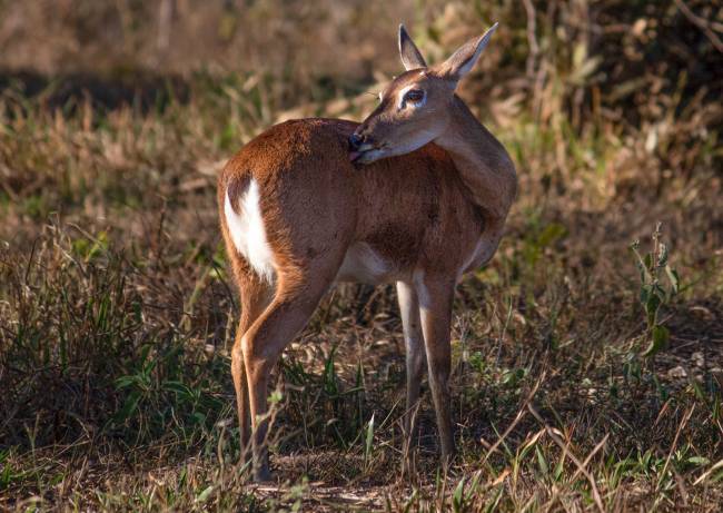Safari no Cerrado safari no cerrado: observação de lobos-guarás, veados e muito mais