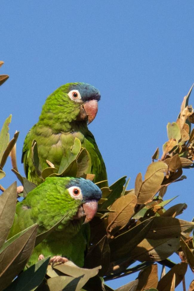 E agora, papagaios. Há uma variedade incrível de pássaros na fazenda