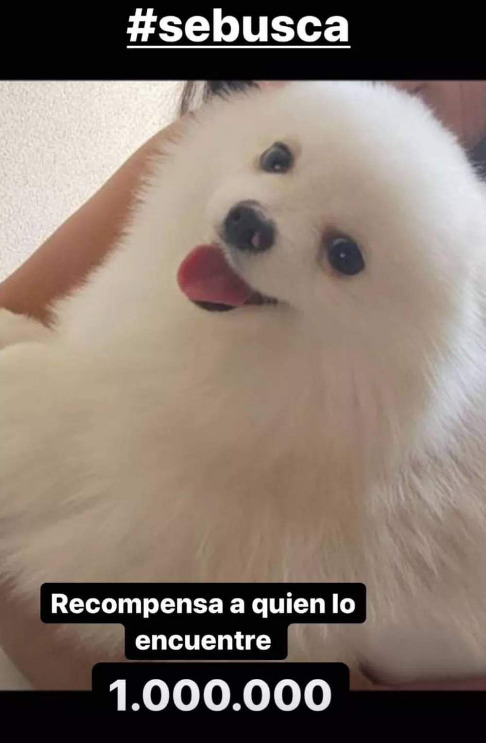 cachorro arturo vidal Recompensa: um dos maiores ídolos chilenos, Vidal postou foto do cão