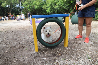 Mais um parcão: espaço para cachorros na Barra será replicado no Recreio
