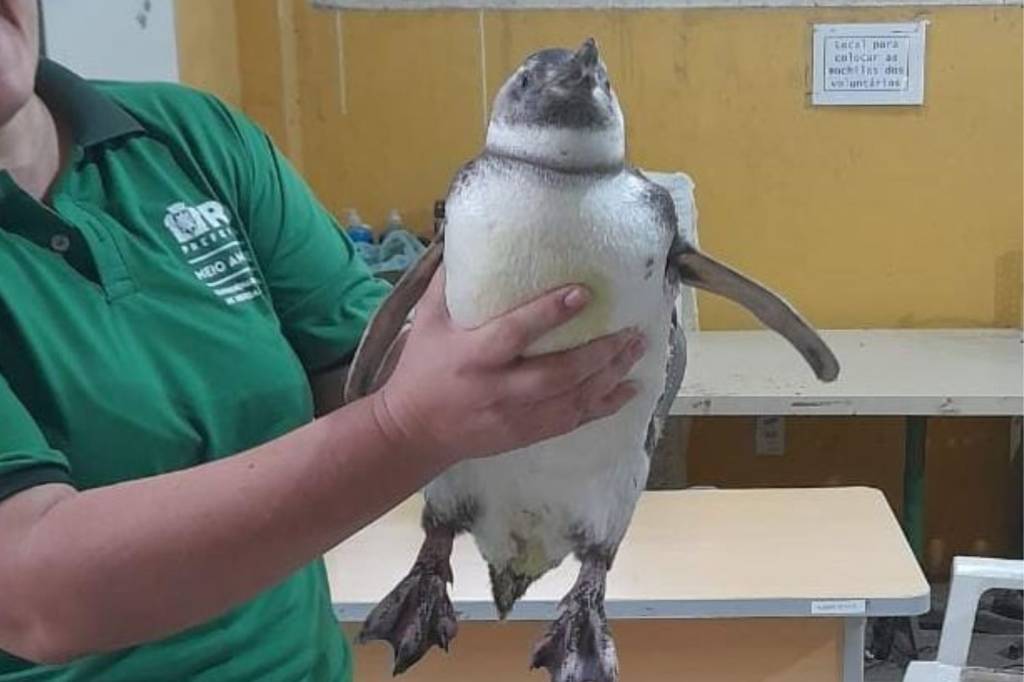 Pinguins são resgatados na orla carioca, um na Barra, outro na Prainha