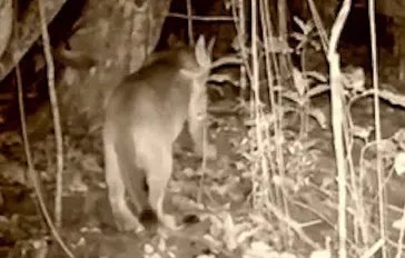 Foto mostra onça-parça registrada por câmera escondida