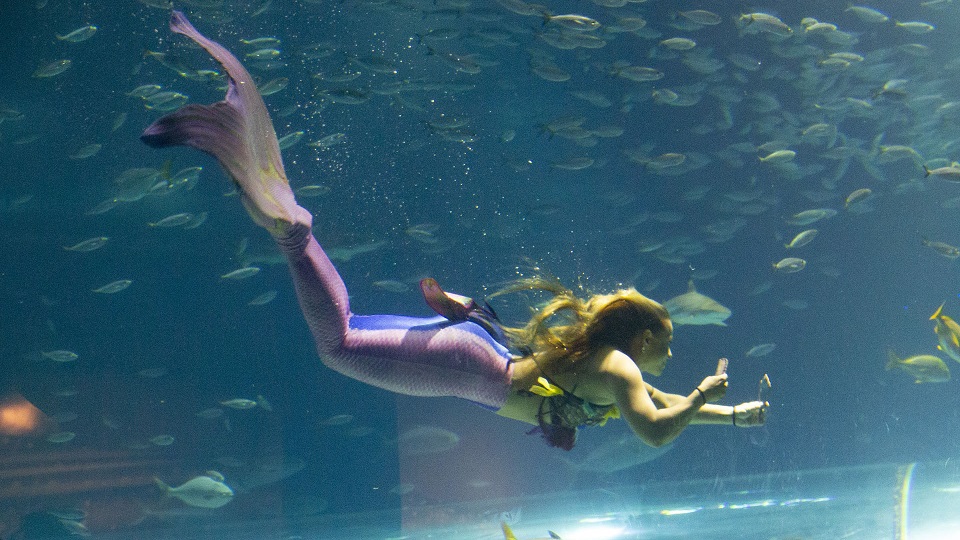 AquaRio comemora seis anos com ações especiais