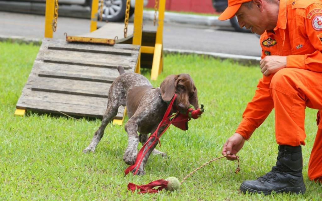 Após votação popular, novo cão de resgate dos Bombeiros é batizado de Luke