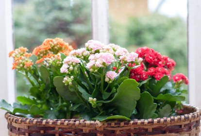 Plantas da sorte: 7 espécies para trazer dinheiro e prosperidade