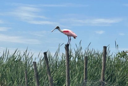 Ave típica de áreas de manguezal, colhereiro tem aparecido com mais frequência nas lagoas da Barra e de Jacarepaguá Divulgação/ Mário Moscatelli