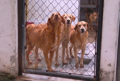 Suipa tem hoje 2.200 animais para doação Foto Reprodução TV Globo