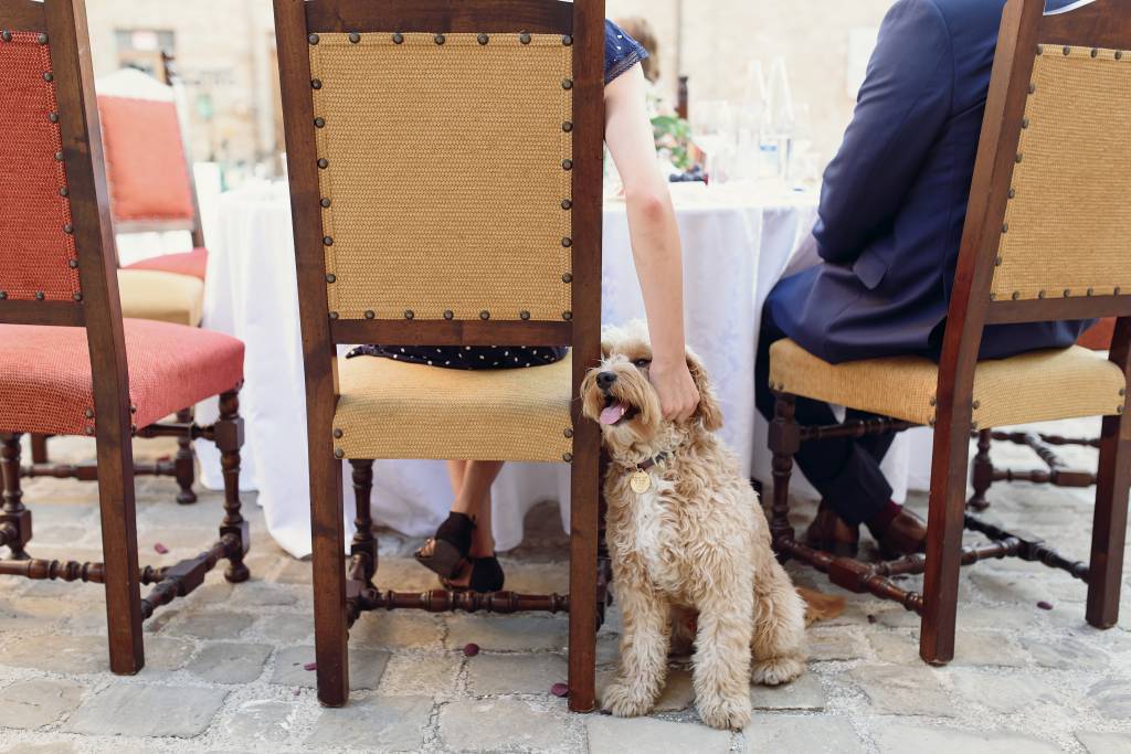 Bom pra cachorro: bares e restaurantes do Rio ganham selo pet friendly
