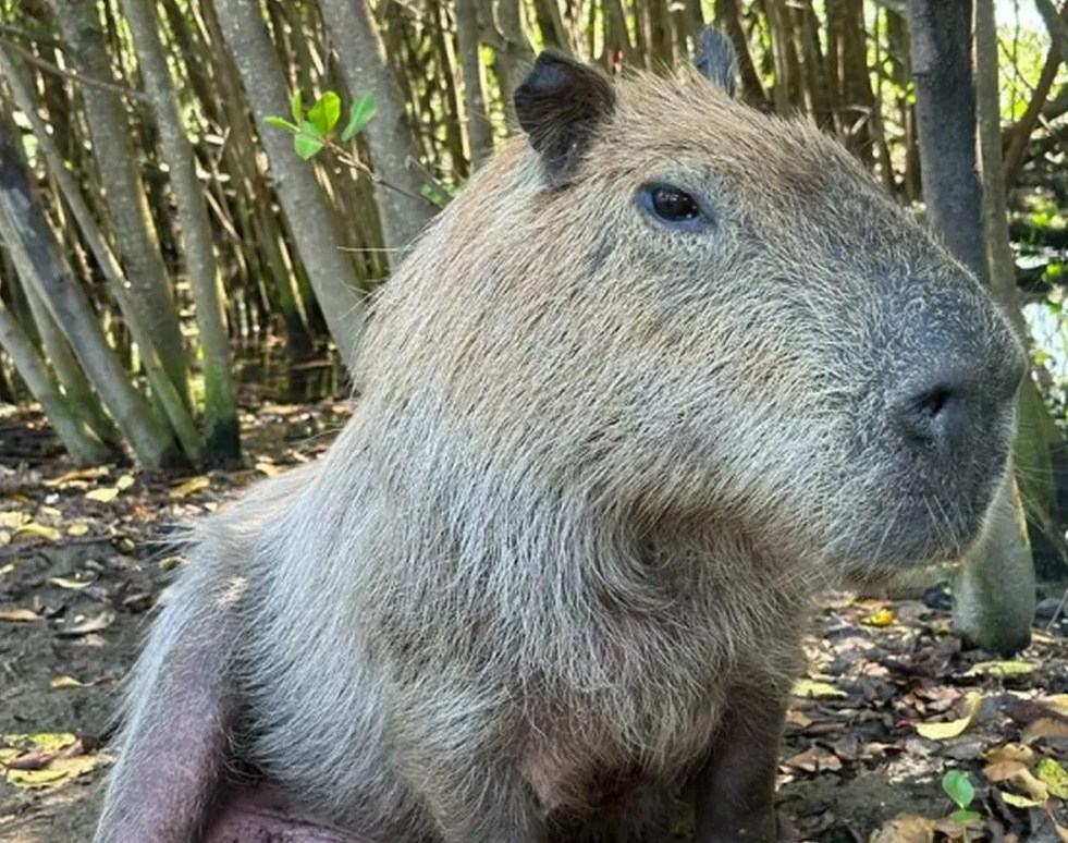 Margarida: capivara estava saudável e foi encontrada morta na Lagoa