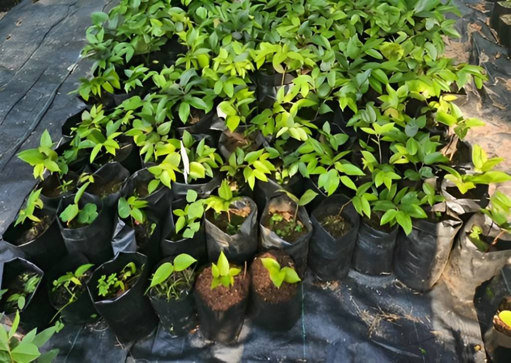 Ar puro: projeto da Fiocruz vai restaurar 6,7 hectares da Mata Atlântica