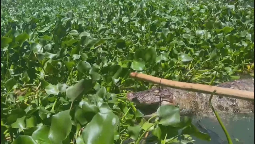 Jacaré morto encontrado por biólogos que estudam o sistema lagunar de Jacarepaguá