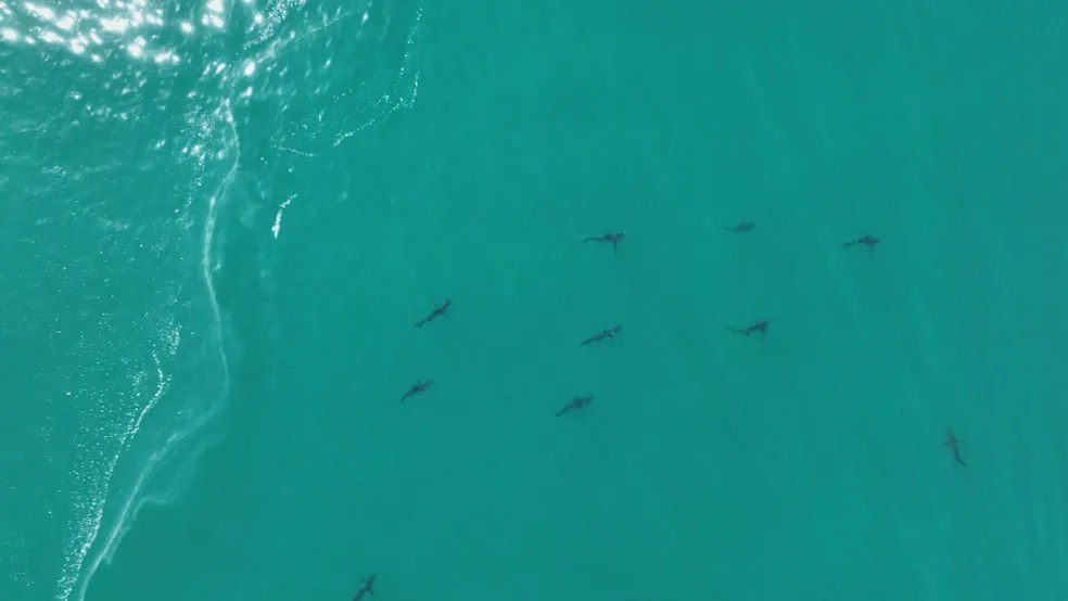 Cardume de mais de 100 tubarões é flagrado em Ilha Grande. Veja o vídeo