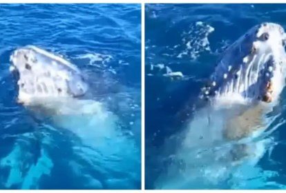 Foto mostra baleia se exibindo em mar no Rio