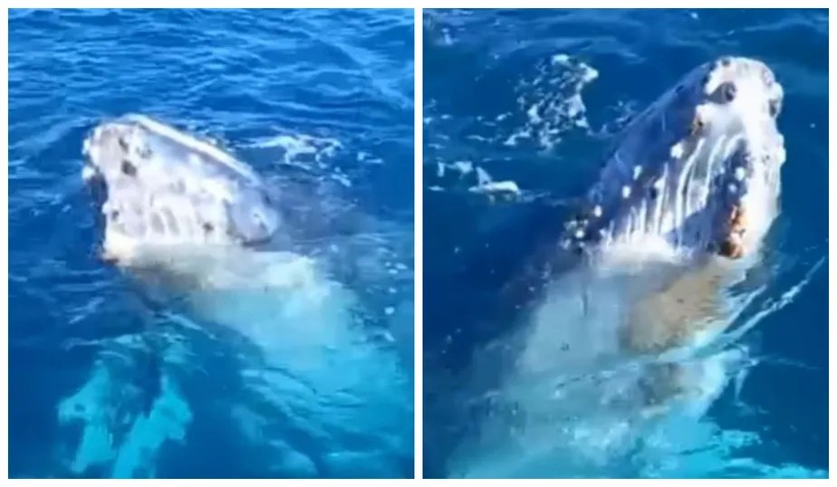 Baleia se exibe para pescadores na Região dos Lagos. Veja o vídeo