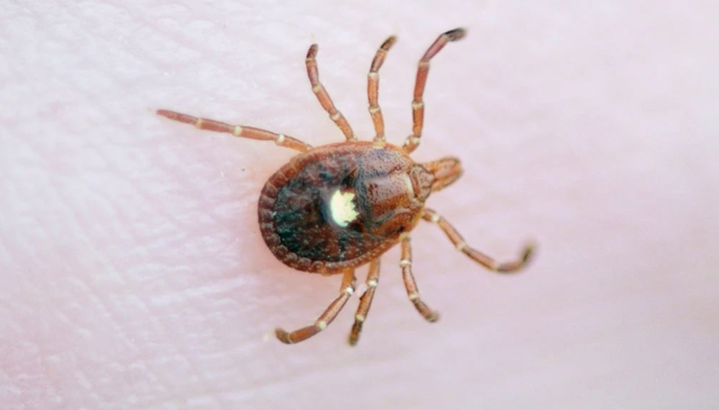 Febre Maculosa: tudo que você precisa saber sobre a doença do carrapato