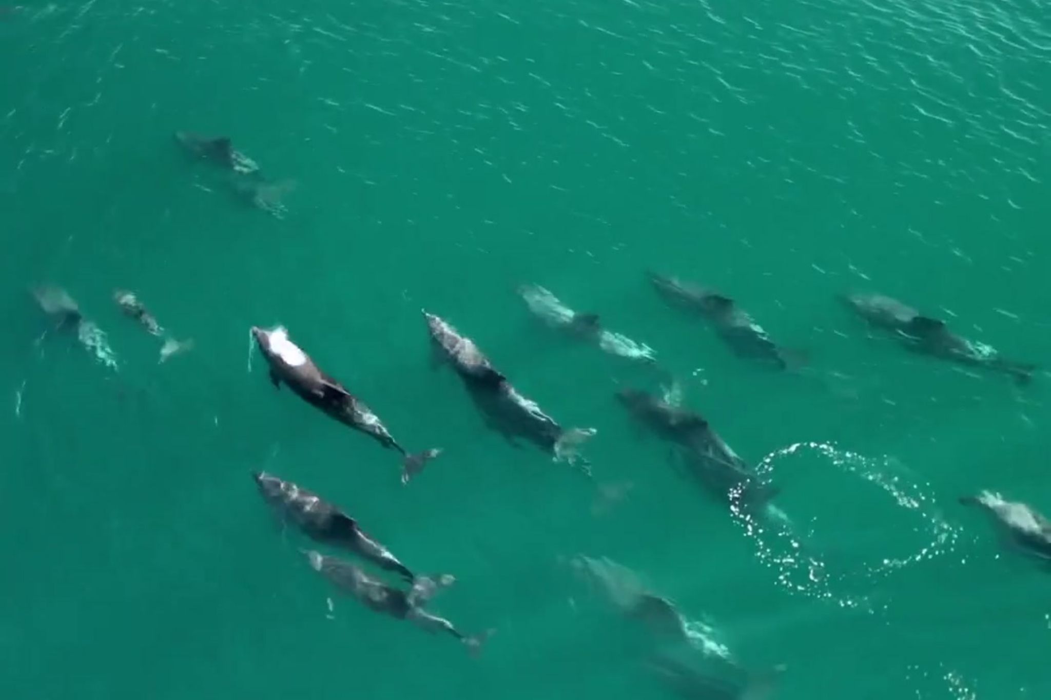 Arraias, golfinhos e até lobo-do-mar: a vida marinha está muito on no Rio