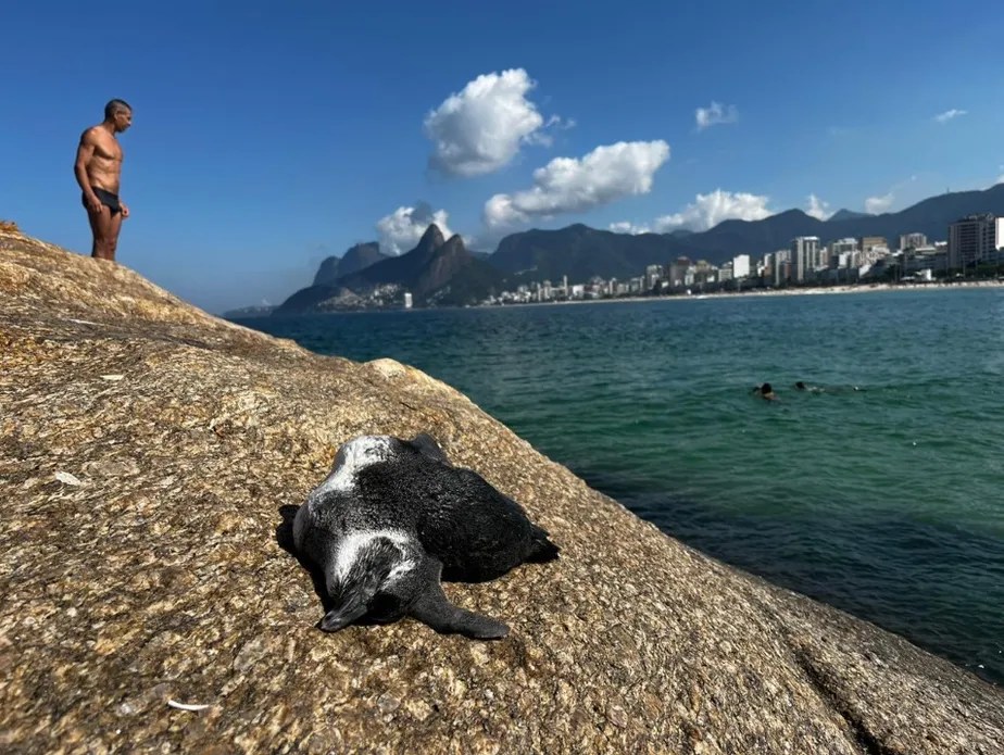 Foto mostra pinguim morto