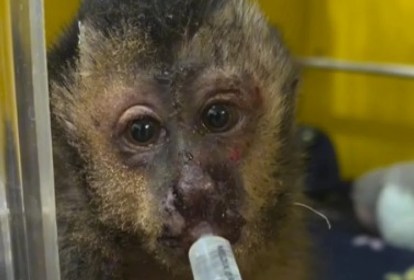 Foto mostra macaco sedo alimentado