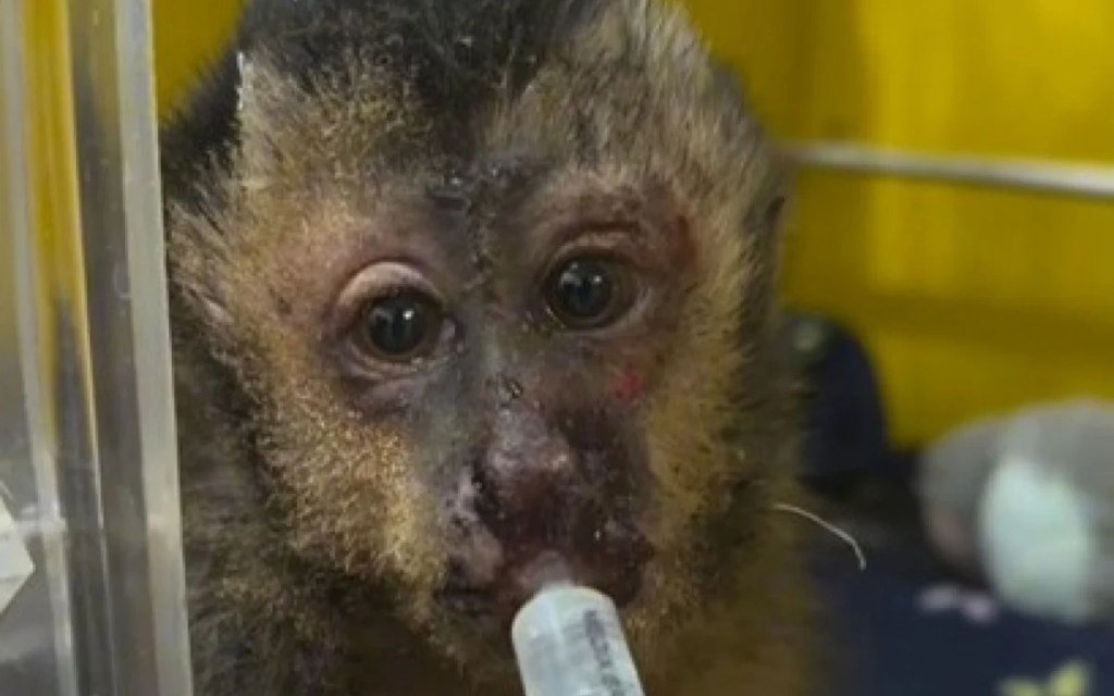 Macaco-prego morre após sofrer descarga elétrica no Jardim Botânico