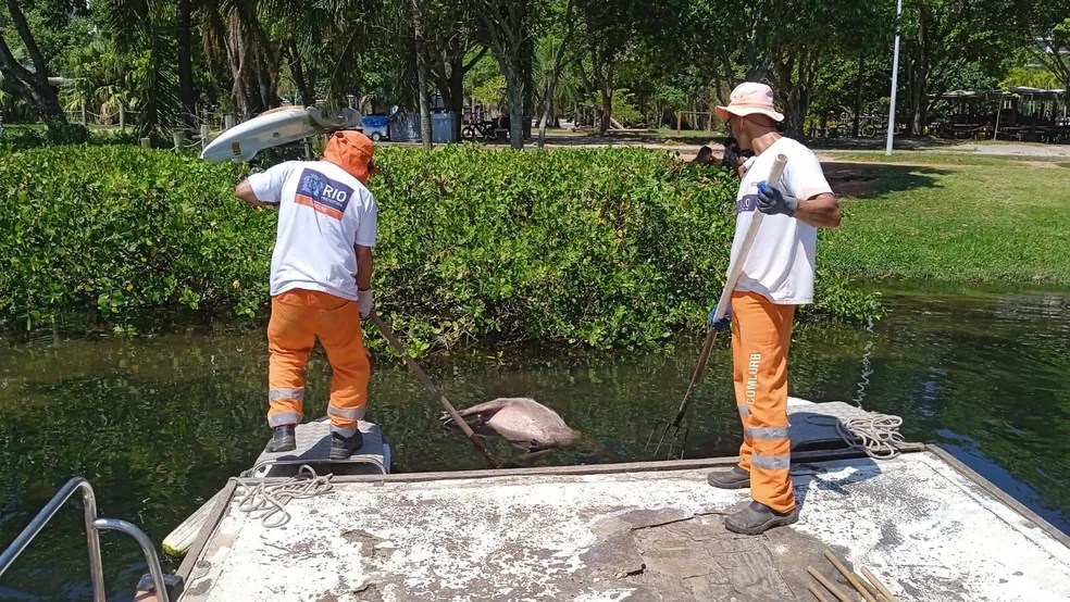 Mistério na Lagoa: feridas de capivaras são fruto de brigas entre animais