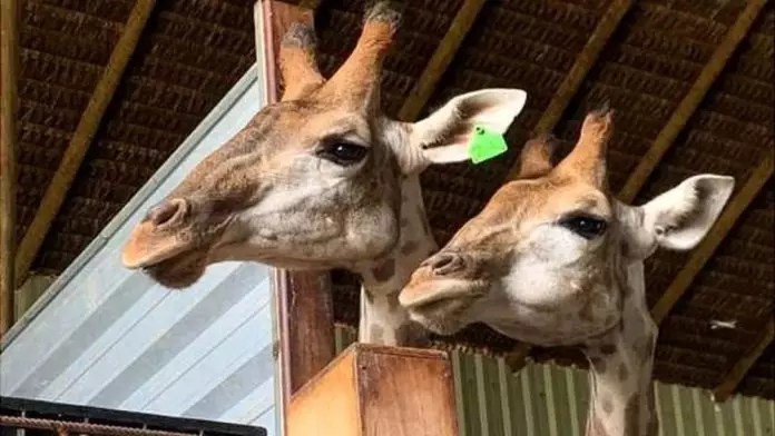 Girafas do BioParque do Rio em resort em Mangaratiba Foto Divulgação Polícia Federal