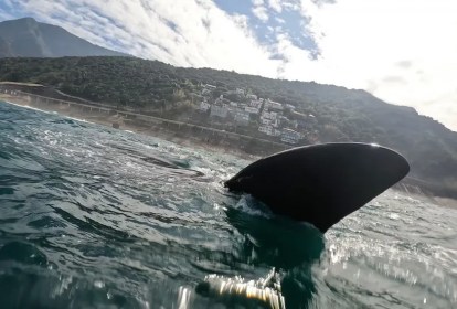 Foto mostra baleia franca nadando no mar