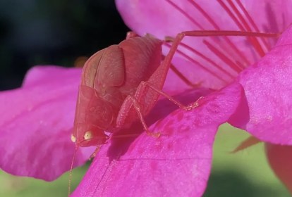 Foto mostra inseto cor-de-rosa