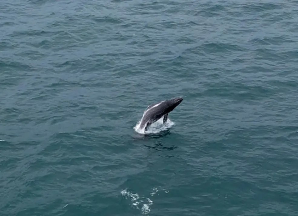 Elas estão exibidas! Baleias dão show em Ipanema e em Niterói