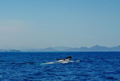 Foto mostra baleia no mar do Rio de Janeiro