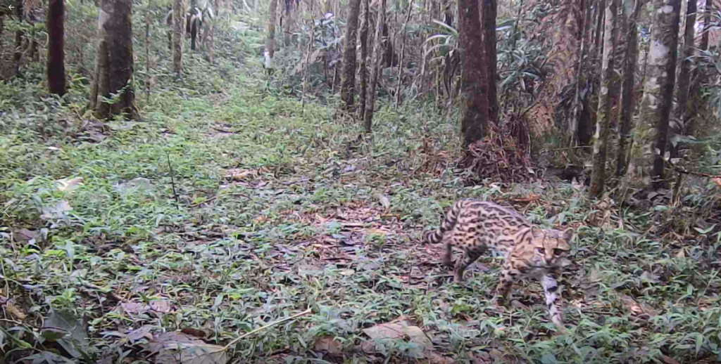 Conservação da Mata Atlântica faz animais silvestres voltarem à cena