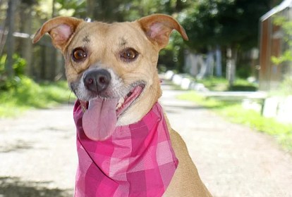 Foto mostra cachorro para adoção com bandana rosa