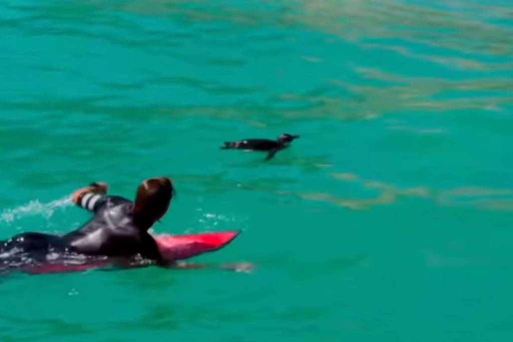 Em temporada de pinguins, ave “bate ponto” na Urca e “surfa” no Arpoador