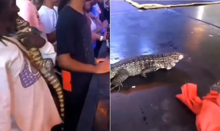 Só no Rio de Janeiro: vídeo de lagarto gigante em baile funk choca a web