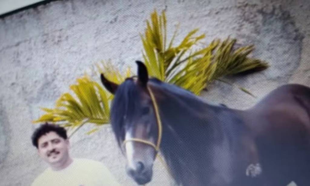 Como a milícia usava haras na Zona Oeste para lavagem de dinheiro