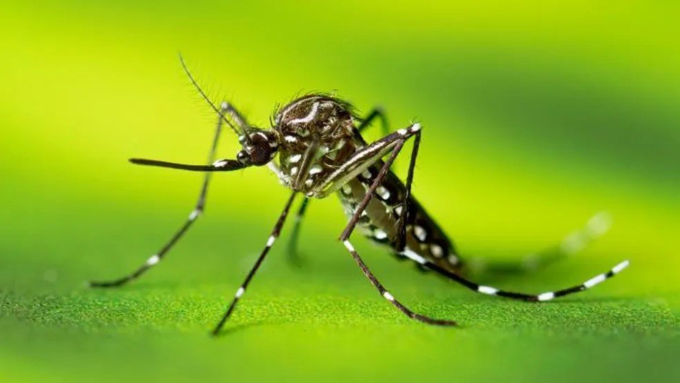 Cidades do Sul Fluminense concentram maior incidência de dengue no estado