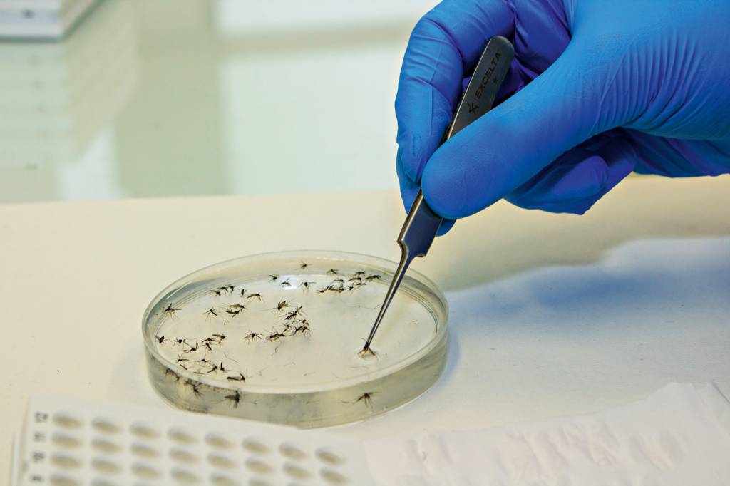 Projeto da Fiocruz que reduz transmissão da dengue é expandido no Rio