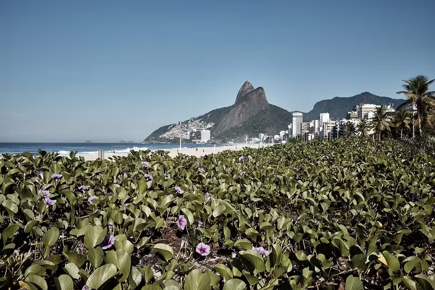 Restinga: projeto mudou a paisagem da praia nos últimos anos