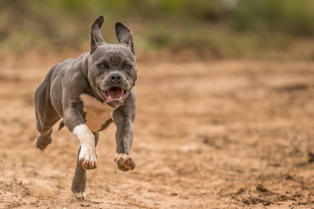 Ataques de pitbull: Câmara de Vereadores acumula denúncias de abandono