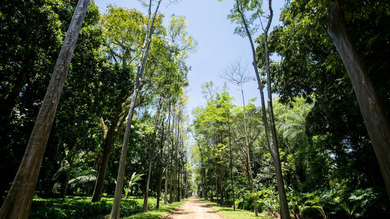 Jardim-Botânico