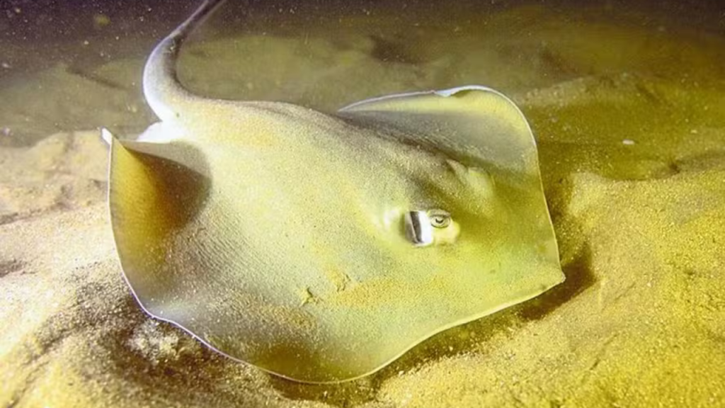 Espécie rara, raia-prego é avistada na Praia Vermelha