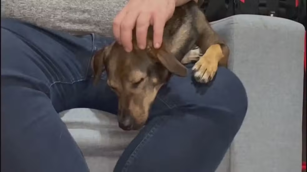 cachorro-vogue