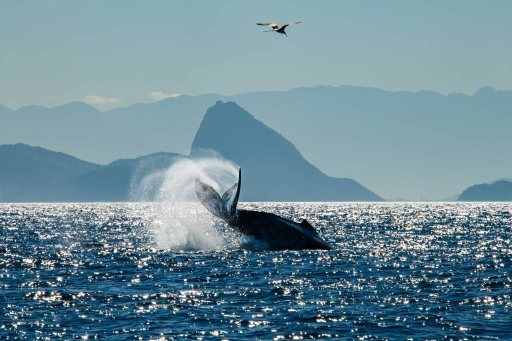 Está aberta a temporada de baleias no Rio; veja vídeos e fotos