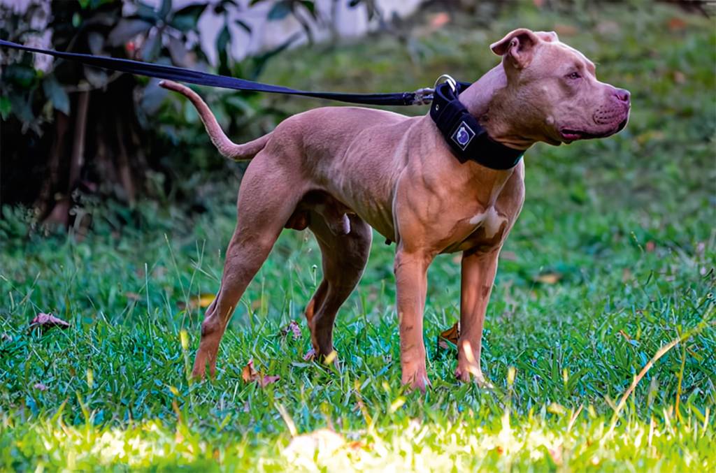 canil-rjaws-divulgacao-(1).png ANIMAIS - O que explica a recente onda de ataques de pit bulls