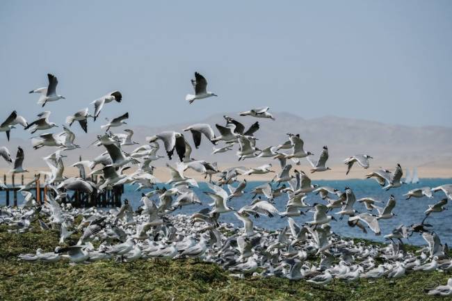 Hotel Paracas a Luxury Collection – Natural fauna litoral peru aves