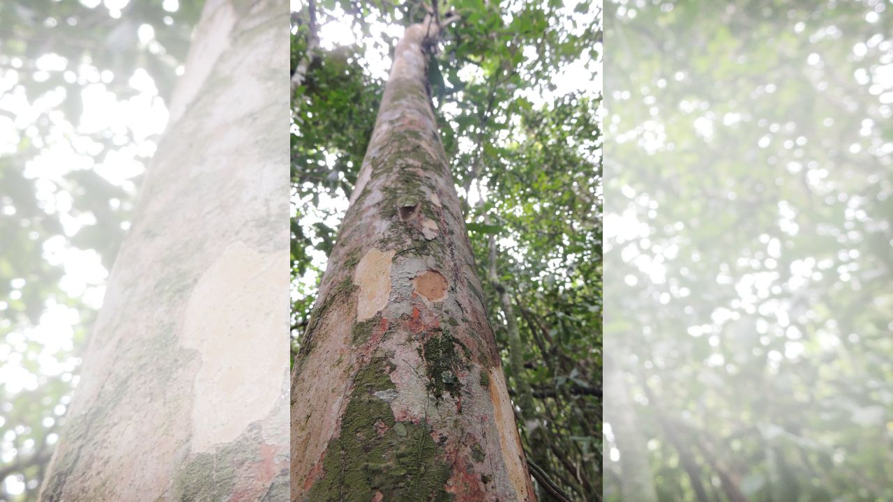 Como pesquisadores do Jardim Botânico descobriram nova espécie de árvore