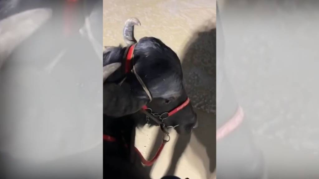 Só no Rio de Janeiro… Como um búfalo foi parar na Praia de Copacabana