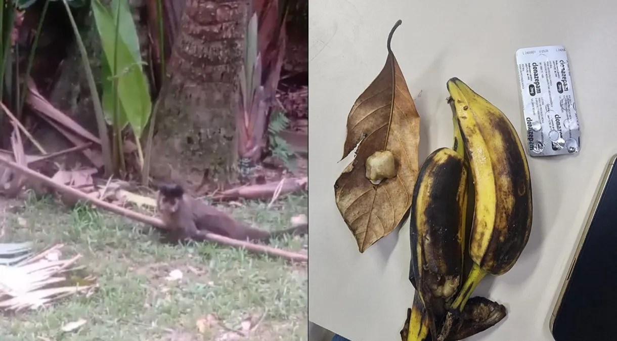 Furto de macacos: como funcionários do Jardim Botânico ajudaram a polícia