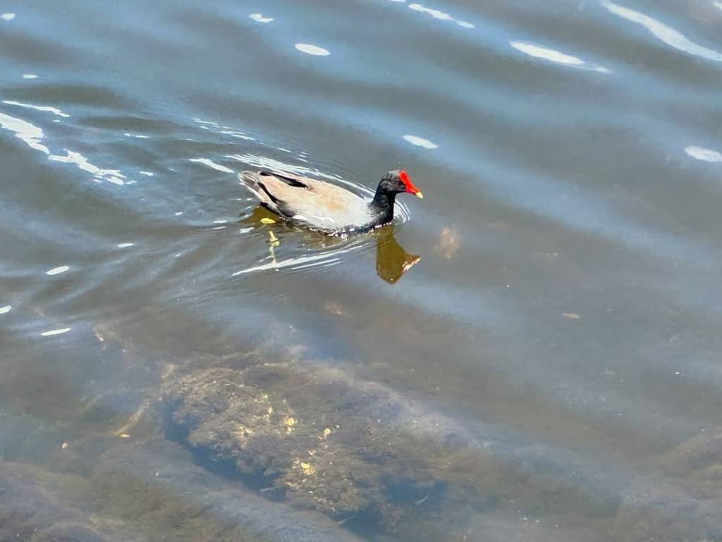 Depois do fim de semana chuvoso, a Lagoa está assim. Moscatelli explica