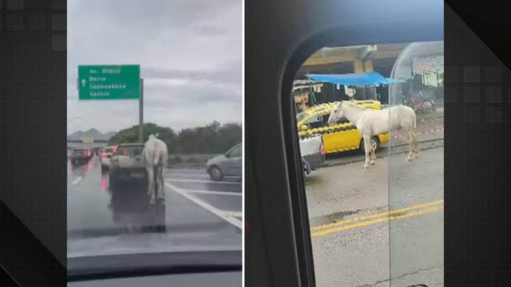Maus-tratos: vídeo mostra cavalo amarrado e arrastado por carro na Ilha